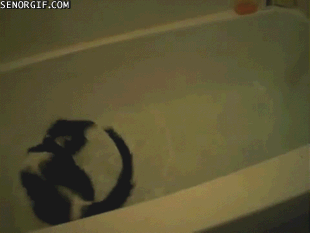 Katt älskar bada