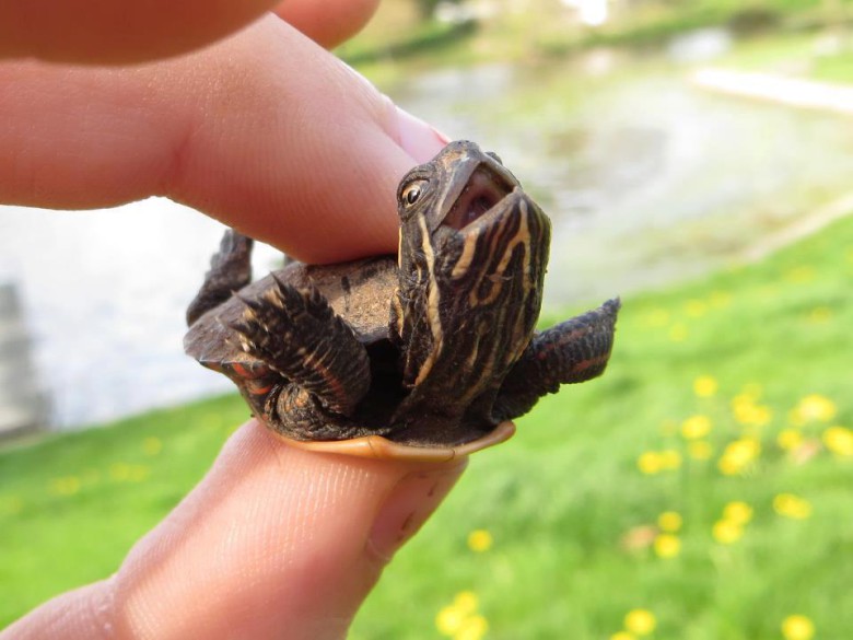 Sköldpadda i miniformat