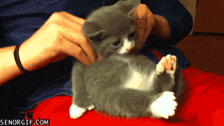 Söt kattunge får massage