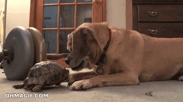 Hund vs Sköldpadda