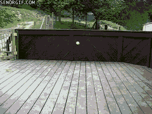 Hund leker med tennis bollar