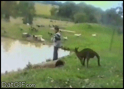 Känguru sparkar mannen till sjön