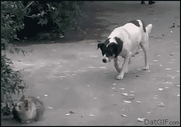 Hunden skrämmer katten