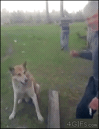 Hund ger tass på skönt sätt