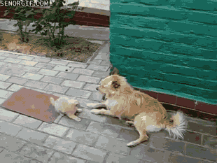 Katt vs Hund