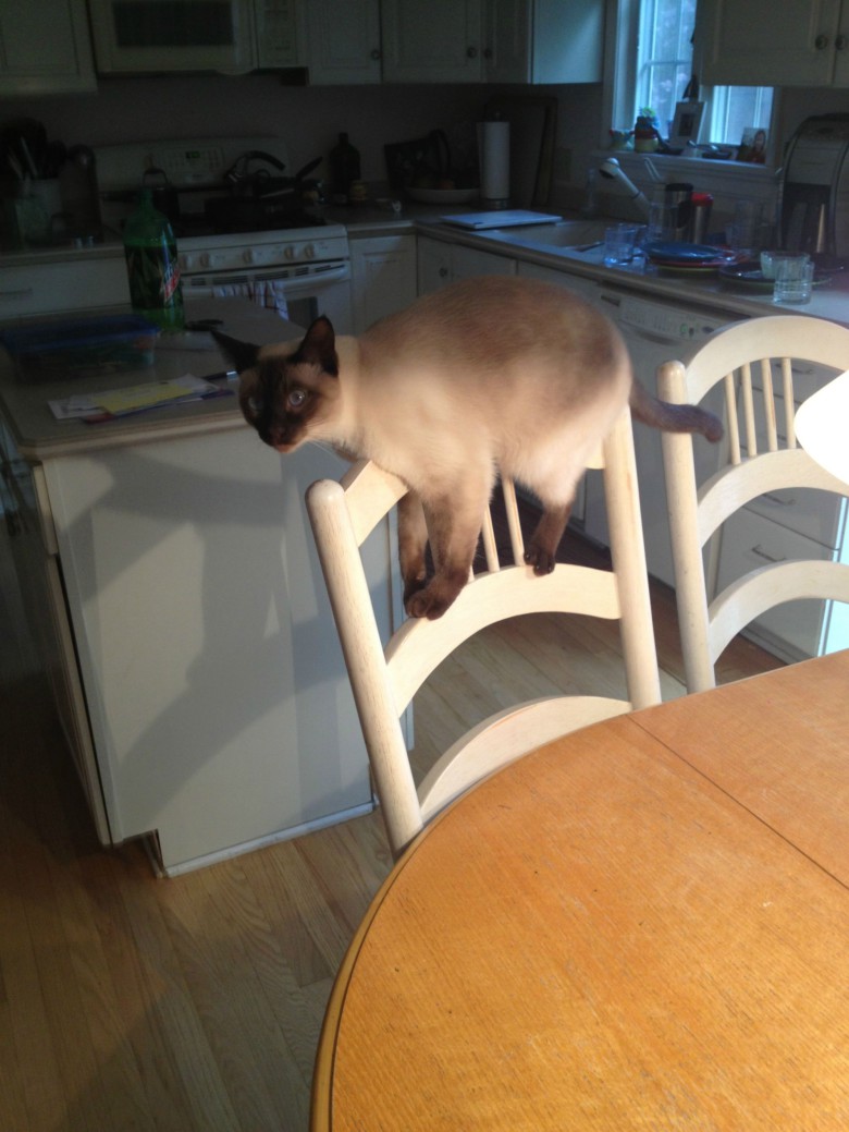 Katt vid matbordet
