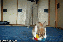 Kanien gör kullerbytta med bollen