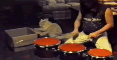 Katten spelar trummor