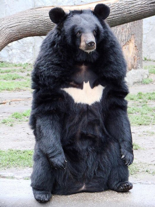 BatBear