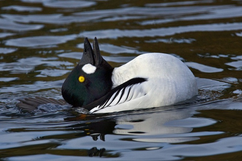 Fågel eller kanin