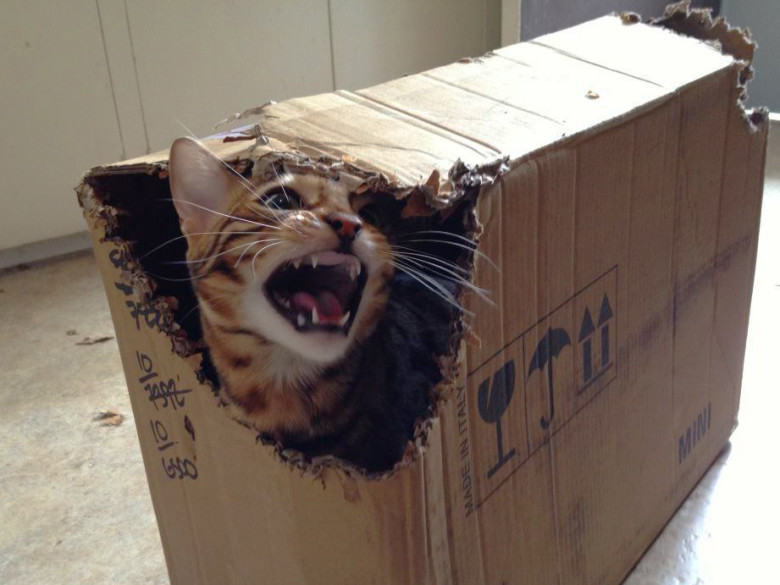 Bengal, Destroyer of boxes