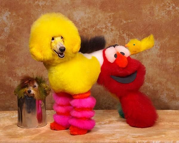 Muppetdog