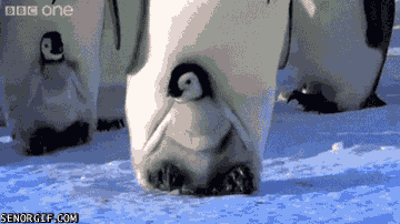Pingvin barnet tar en prommenad