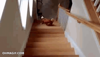 Hunden går uppför trappor på konstig sätt