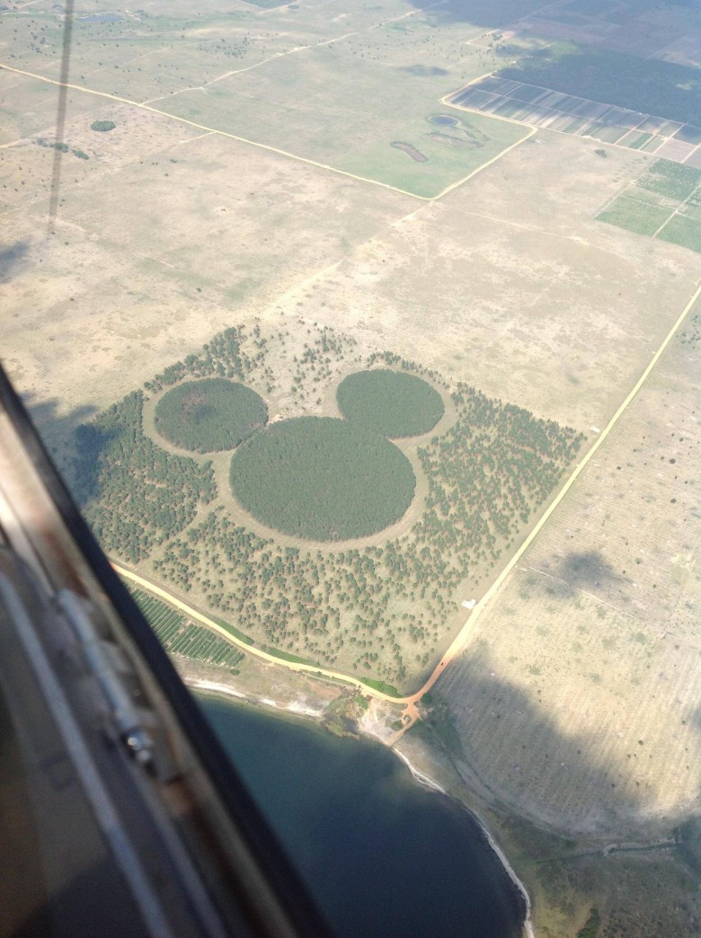 Mickey the field