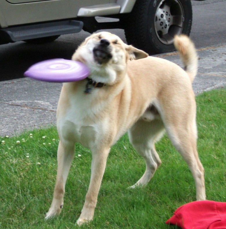 Frisbee fail
