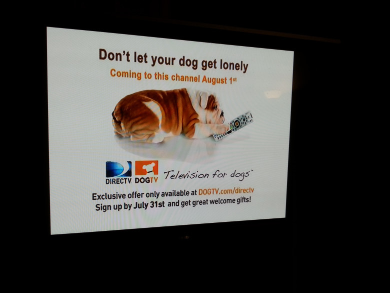 TV för hundar