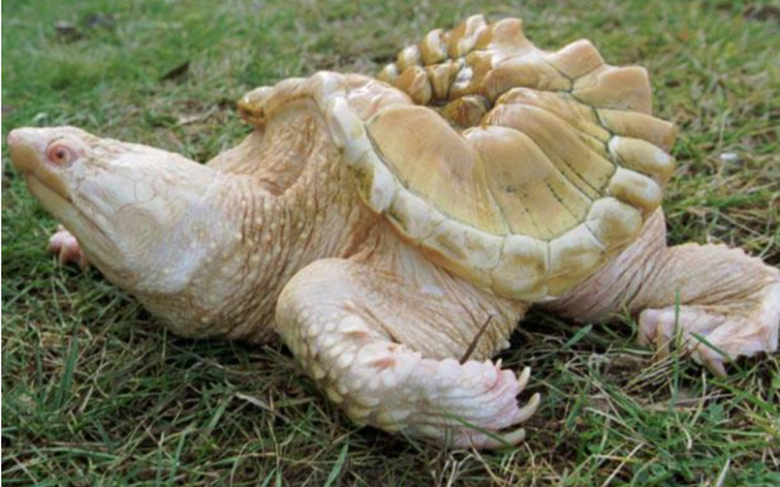 Albino sköldpadda