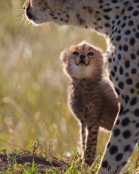 Leopard unge