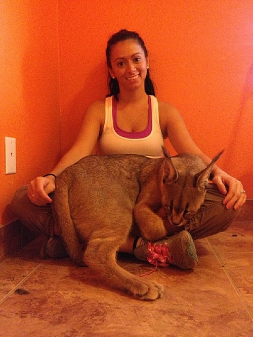 Stora katter vill också kela