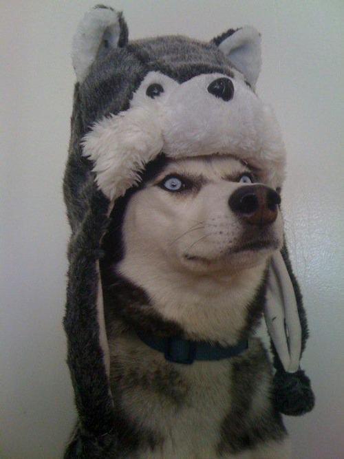 Comrade Husky