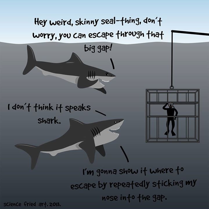 Vänliga hajar