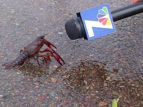 Lobsternews