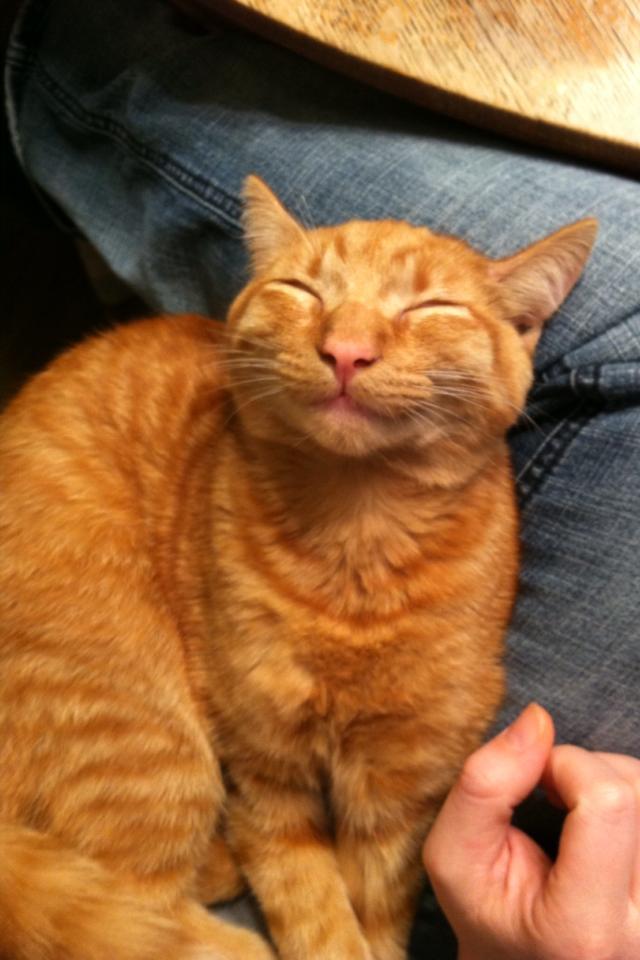 Happy cat