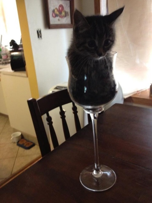 Ett glas kattunge tack