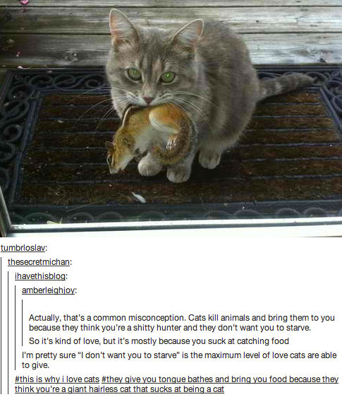 Kattförklaring