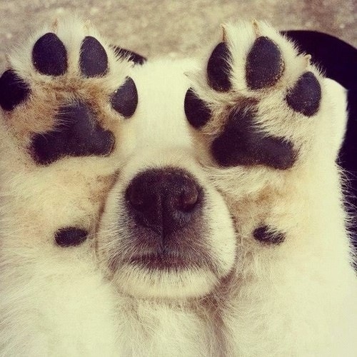 Paws up