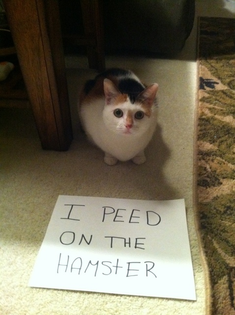 Cat shame