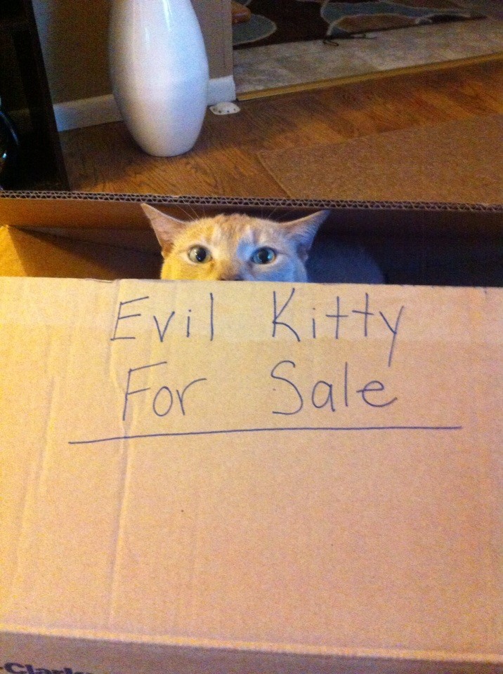 Evil kitty