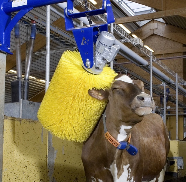 Cow wash