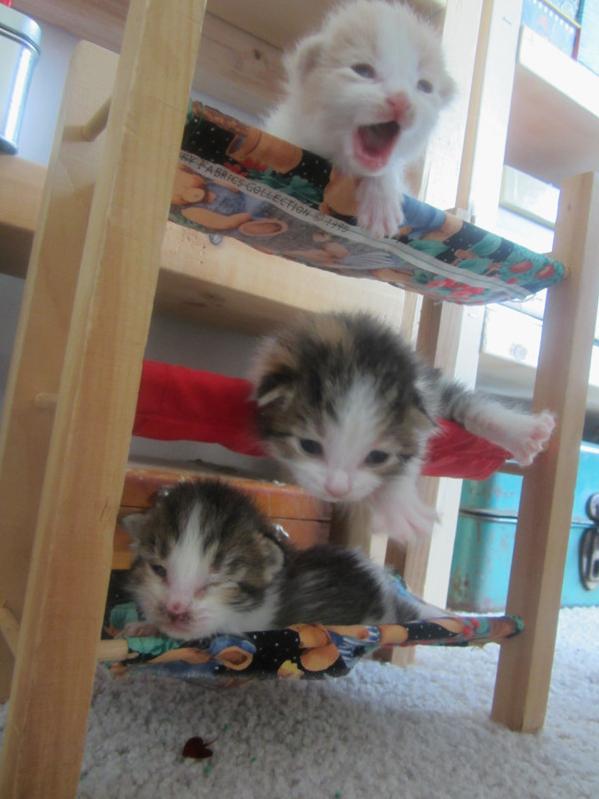 Våningsäng för kattungar