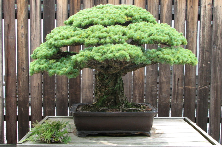400 år gammalt bonsaiträd