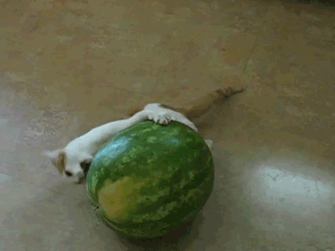 Katt VS Melon