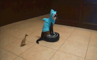 Roomba cat