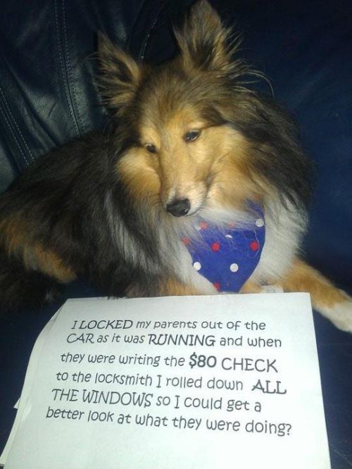 Dog shame