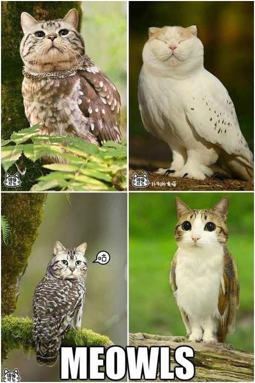 Meowls