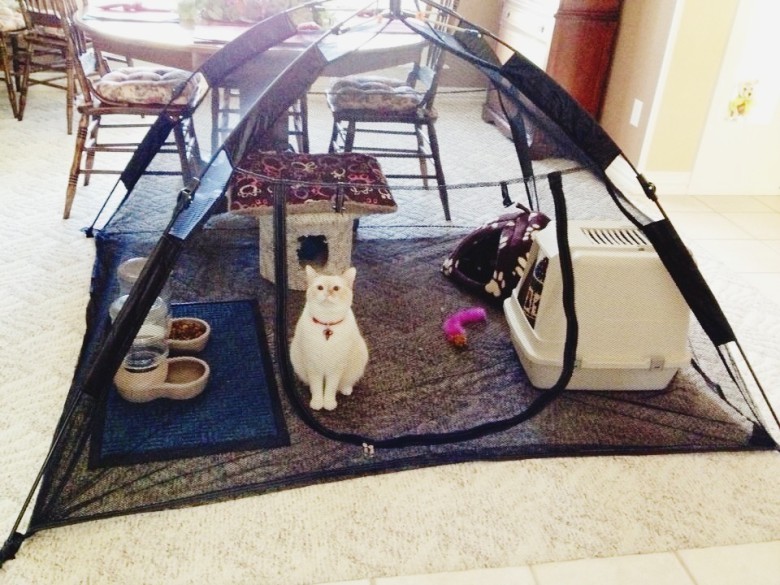 Kitty prison