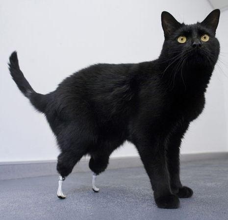 Bionic kitty