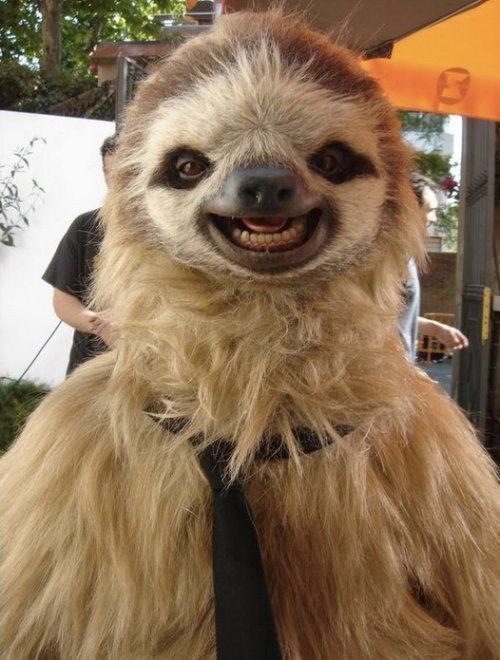 Happy sloth