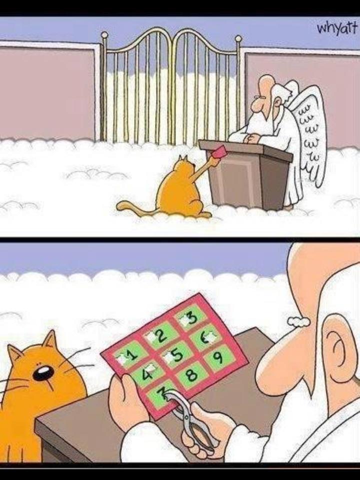 Himlen för katter
