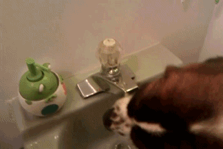 Törstig och smart hund