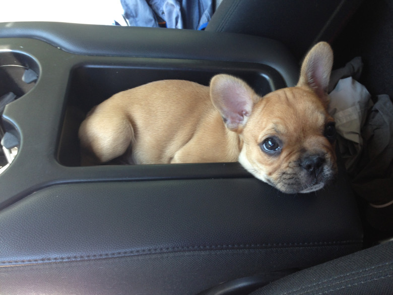 Pup holder