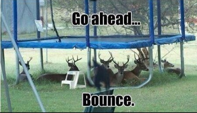 Bounce, I deer you