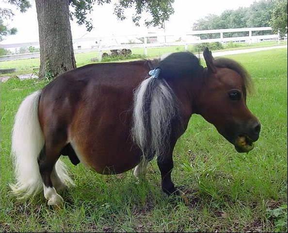 Hillbilly ponny