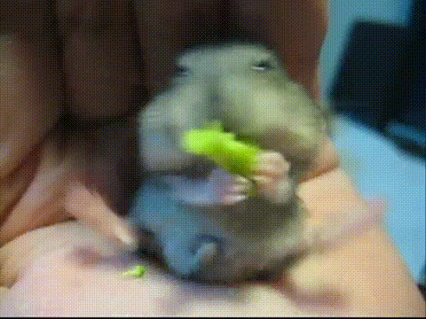 Hamster som älskar broccoli