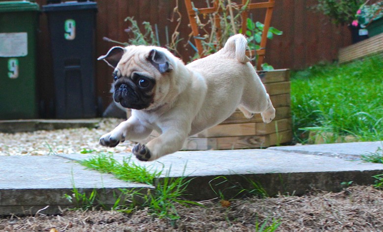 Superpug